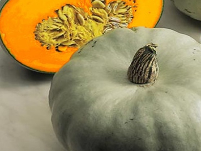 Crown prince variety of squash