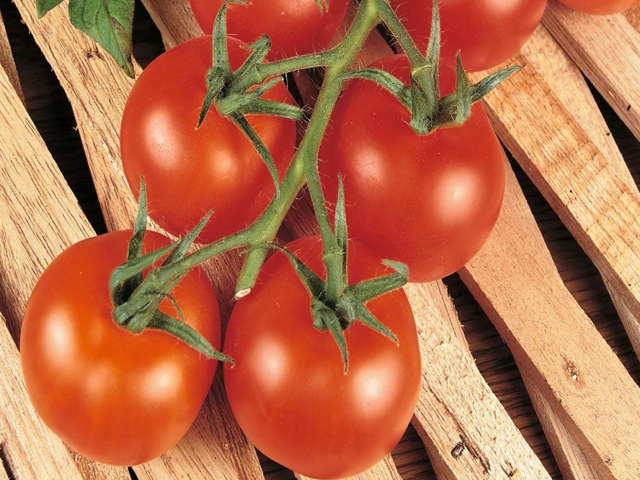 Shirley is a disease resistant vine tomato