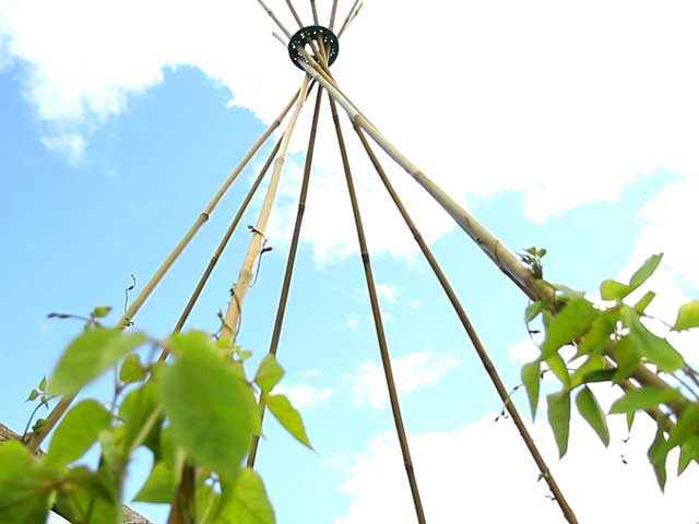 Bamboo Cane Packs For Plant Support & Garden Structures