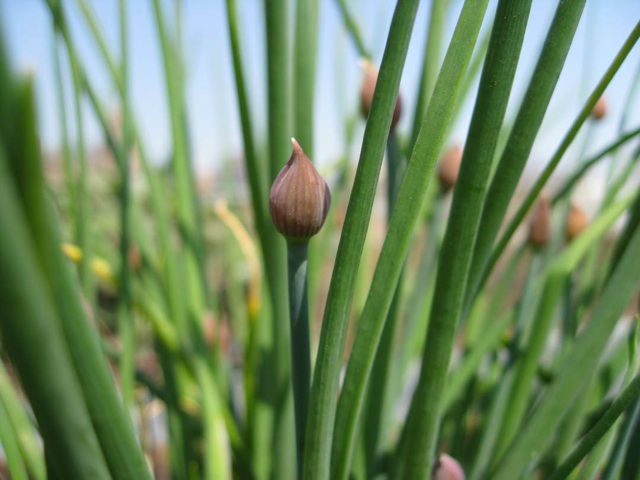 Grow your own fine leaved chives