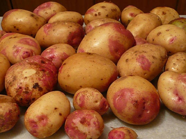 King Edward Maincrop Seed Potato