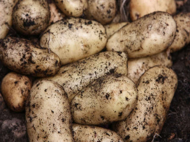 Sharpes Express' First Early Potato