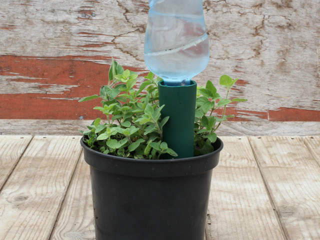 Watering spike for plants