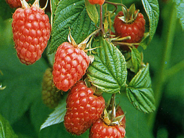 Raspberry Canes 'Glen Ample'