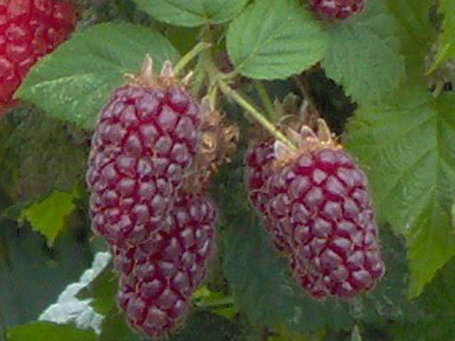 Tayberry Bare Root Fruit