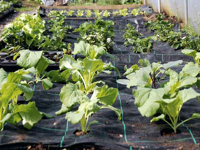 Gro Grid Planting Mat 'A' for Kale, Spinach, Strawberries