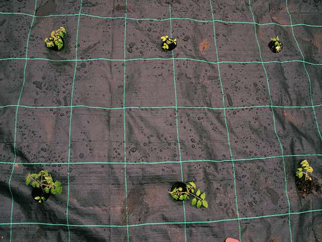 Gro Grid Planting Mat 'C' For Large Brassicas, Tomatoes & Courgettes.