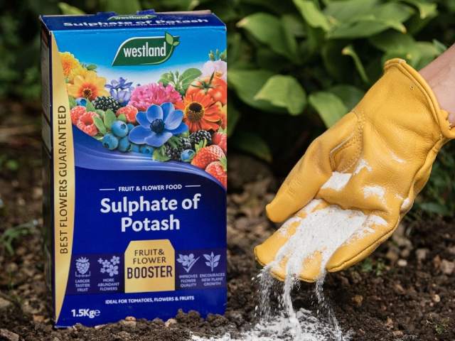Sulphate Of Potash 1.5kg