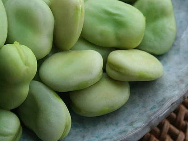 Bean, Broad Hangdown Green