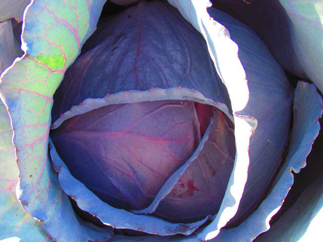 Cabbage 'Red Rovite F1'