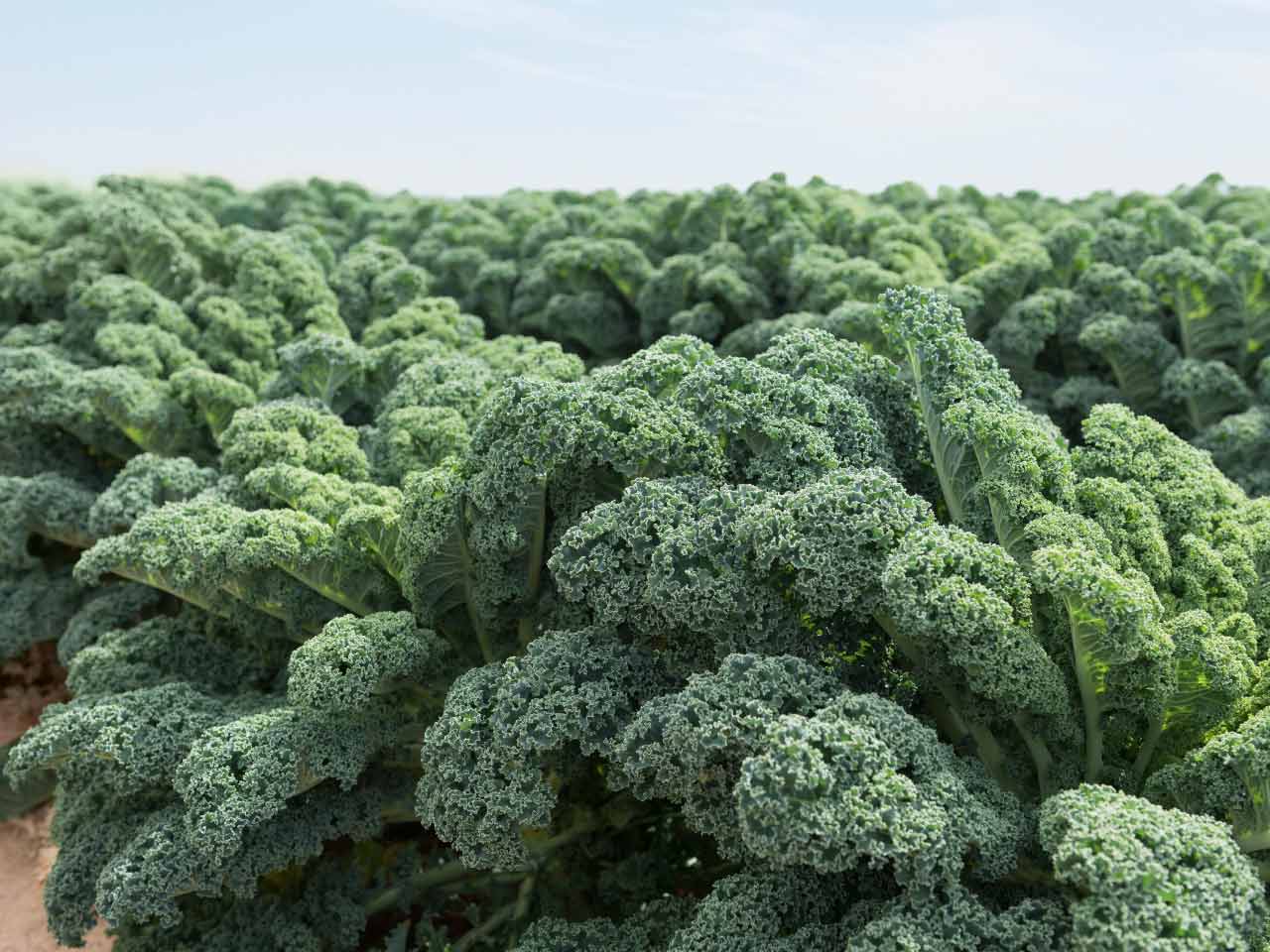 Deep green curly kale leaves with tightly ruffled texture, Winterbor variety