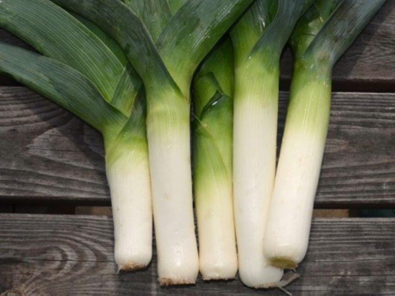 Farinto leek are exceptionally frost hardy