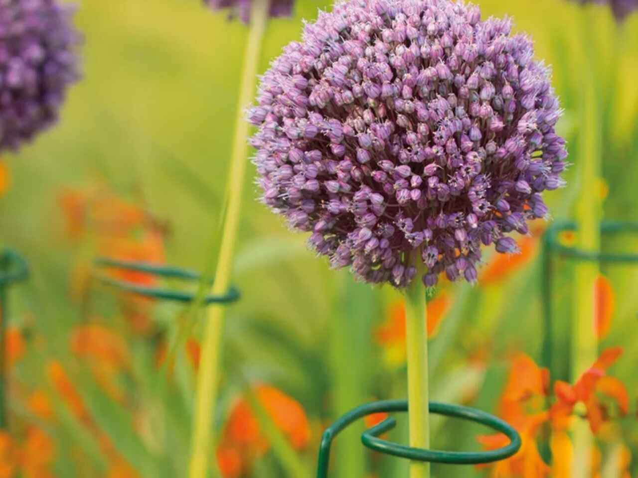 allium held up by stem support rod