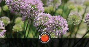 Planting Garden Bulbs