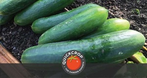 Organic vs Synthetic Plant Feeds - Which is Better for My Garden?