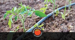 What is Drip Irrigation?