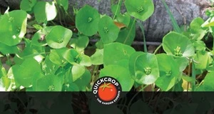 How to Grow Claytonia