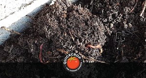 Vermicomposting for Beginners: How to Use a Wormery