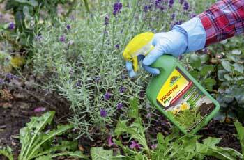 Natural Weed Control Image