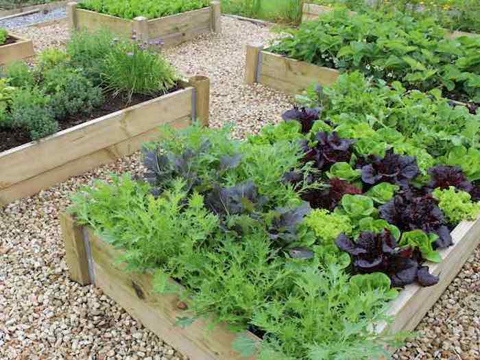 deluxe-raised-beds-700.jpg