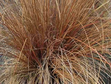 Carex Comans - Bronze Hair Sedge Plants)