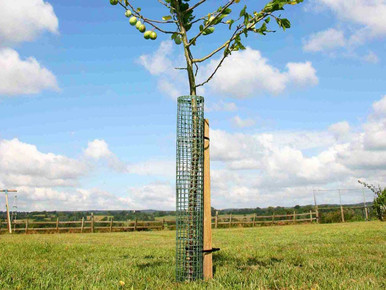 Mesh Tree Protector
