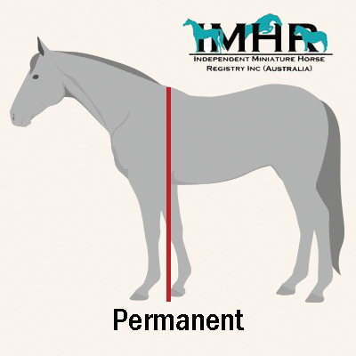 Permanent Height Card