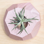 Tiny Gem Air Plant Holder