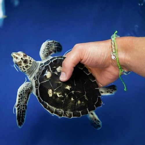 4Ocean Sea Turtle Bracelet