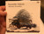 Ensemble Diderot - Johannes Pramsohler - The Berlin Album / Audax Records Audio CD 2020 / ADX13726 