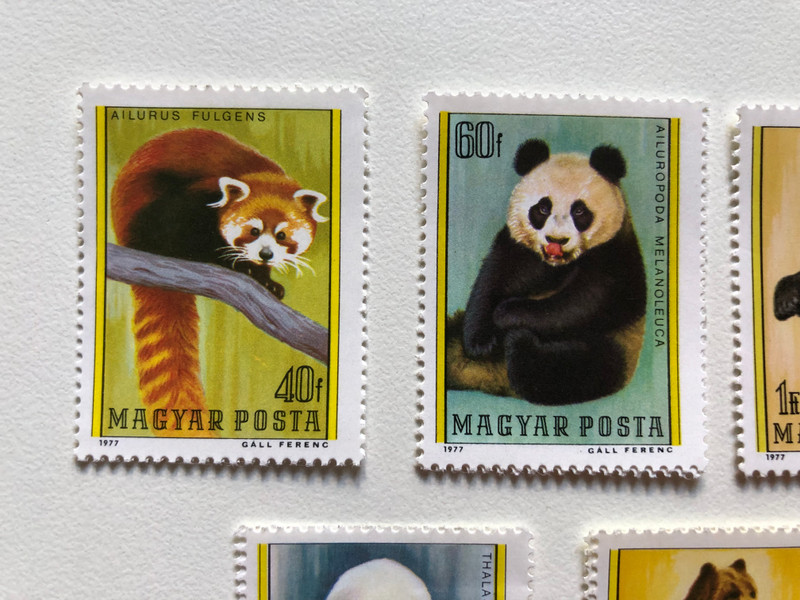 MAGYAR POSTA / AILURUS FULGENS - AILUROPODA MELANOLEUC - SELENARCTOS TIBETANUS - THALASSARCTOS MARITIMUS - URSUS ARCTOS / 1977 GALL FERENC / Stamp (stampshun018)