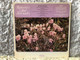 Romances and Serenades - The Cleveland Sinfonietta, Louis Lane (conductor), Rafael Druian (violinist) / Vaughan Williams: ''The Lark Ascending'' (Romance for Violin and Orchestra); Sibelius: ''Romance In C for Strings'' / Epic LP / LC 3875
