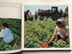 ЎЗБЕКИСТОН БОҒЛАРИ  САДЫ УЗБЕКИСТАНА  ORCHARDS OF UZBEKISTAN  «ЎЗБЕКИСТОН» НАШРИЁТИ ТОШКЕНТ-1981.