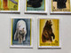 MAGYAR POSTA / AILURUS FULGENS - AILUROPODA MELANOLEUC - SELENARCTOS TIBETANUS - THALASSARCTOS MARITIMUS - URSUS ARCTOS / 1977 GALL FERENC / Stamp (stampshun018)