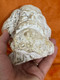 Soviet USSR State Manufacture Vintage Karl Marx Fragmentary Cast Bust Head (KarlMarxBust)