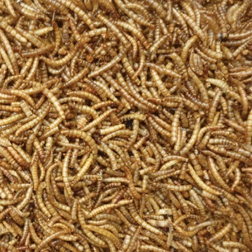 Dried Mealworms