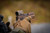 ACRO P-2™ FDE  3.5 MOA - Red Dot Reflex Sight