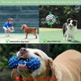 Dog Football Interactive Toy Dog Ball, Durable For Large And Medium-sized Dogs, With Grab Ring, Christmas Dog Water Toy Tug Of War Dog Toy Dog Football Interactive Toy Dog Ball, Durable For Large And Medium-sized Dogs, With Grab Ring, Christmas Dog Water Toy Tug Of War Dog Toy