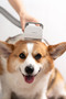 Vacuumable Pet Groomer Pet Grooming Vacuum Cleaner