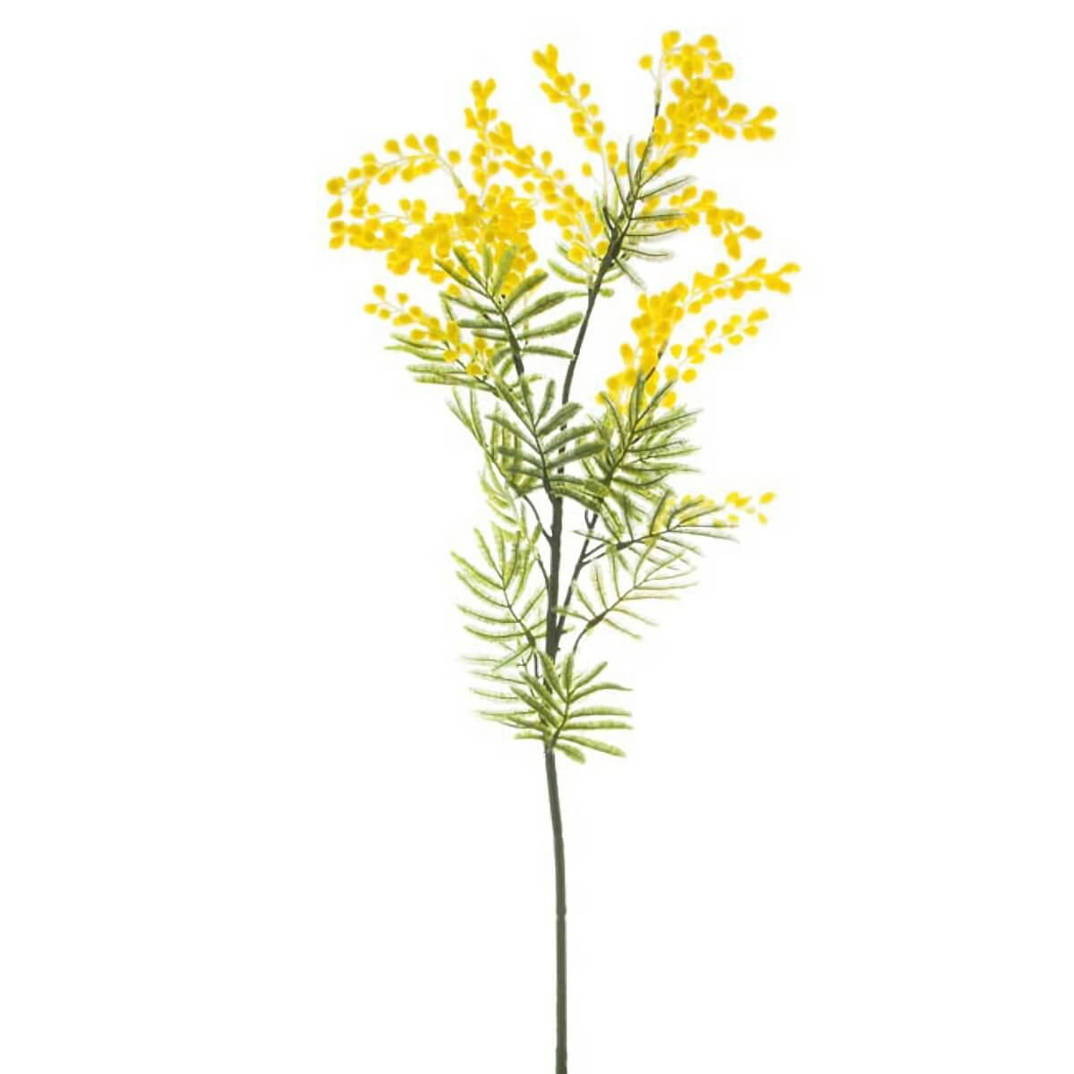Christmas Elves Yellow Australian Native Wattle - 85cm 