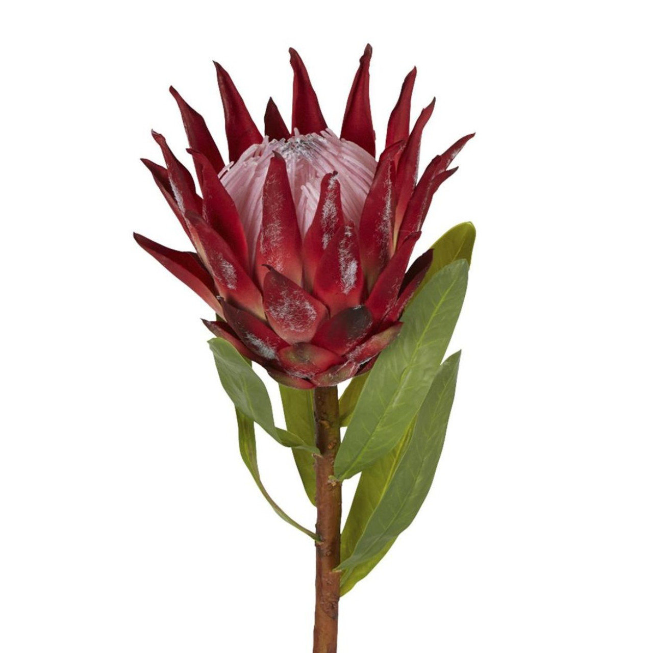 Red Protea King Stem