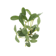 ​Fun facts about Mistletoe