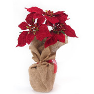 ​The Symbolism of the Christmas Poinsettia
