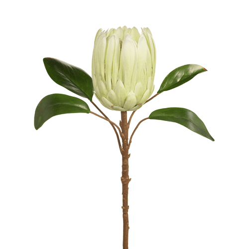 Protea Cream Green Protea Cream Green