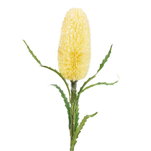 Dry Look Yellow Protea Dry Look Yellow Protea