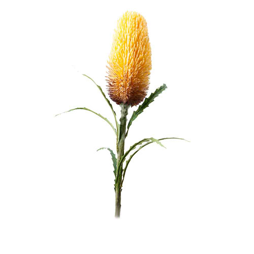 Yellow Mauve Protea Yellow Mauve Protea