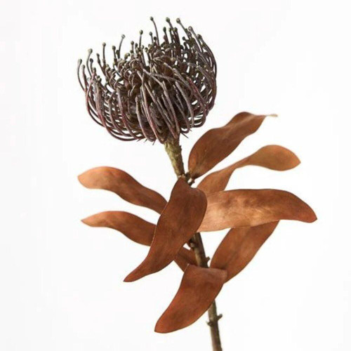 Christmas Elves Coffee Leucospermum Protea - 43cm 