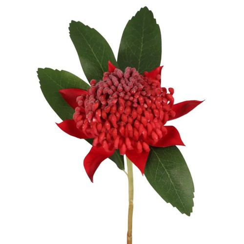 Striking Australian Bloom Red Waratah Stem Striking Australian Bloom Red Waratah Stem