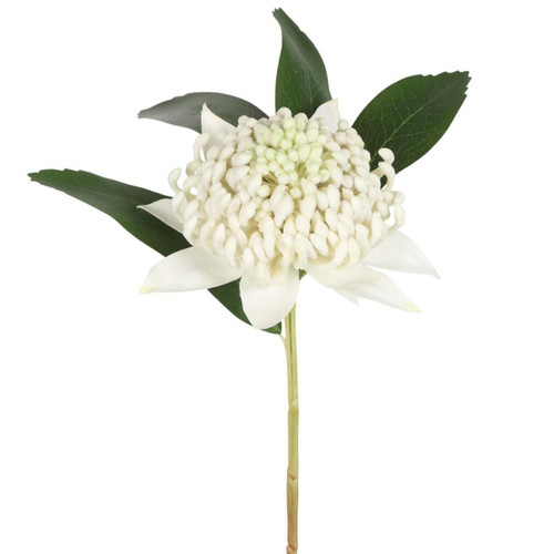White Waratah Stem White Waratah Stem