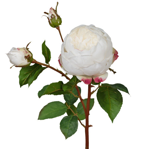 White English Cabbage Rose White English Cabbage Rose